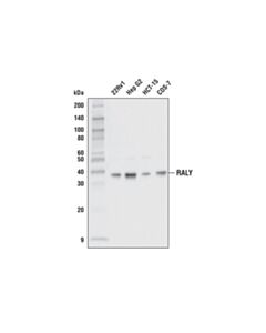 Cell Signaling Raly Antibody