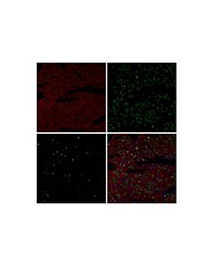 Cell Signaling c-Fos (E2I7R) XP ® Mouse Chimeric mAb