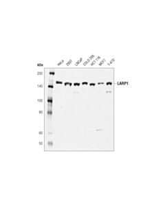Cell Signaling Larp1 (D8j4f) Rabbit mAb