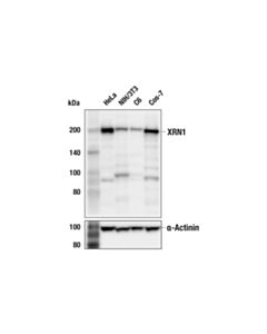 Cell Signaling Xrn1 Antibody