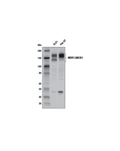 Cell Signaling MDR1/ABCB1 (E1Y7S) Rabbit mAb (BSA and Azide Free)