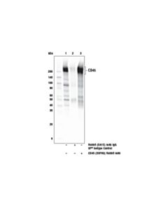 Cell Signaling CD45 (D3F8Q) Rabbit Monoclonal Antibody