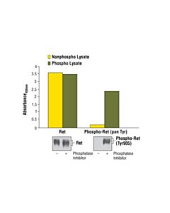 Cell Signaling Pathscan Phospho-Ret (Pantyr) Sandwich ELISA Kit
