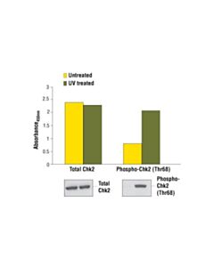 Cell Signaling Pathscan Phospho-Chk2 (Thr68) Sandwich ELISA Kit