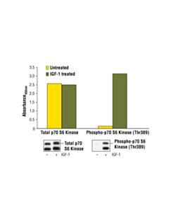 Cell Signaling Pathscan Total P70 S6 Kinase Sandwich ELISA Kit