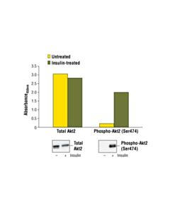 Cell Signaling Pathscan Phospho-Akt2 (Ser474) Sandwich ELISA Kit