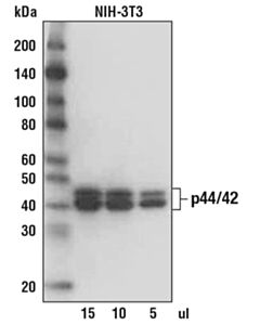Cell Signaling Anti-Rabbit Igg, Ap-Linked Antibody