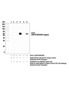 Cell Signaling Dykddddk Tag (D6w5b) Rabbit mAb (Binds To Same Epitope As Sigmas Anti-Flag M2 Antibody) (Sepharose Bead Conjugate)