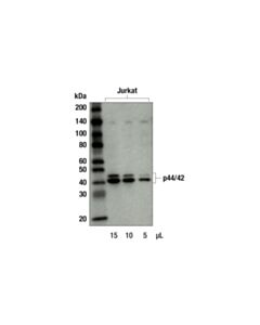 Cell Signaling Anti-Mouse Igg, Ap-Linked Antibody