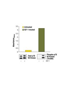Cell Signaling Pathscan Phospho-P70 S6 Kinase (Thr389) Sandwich ELISA Kit