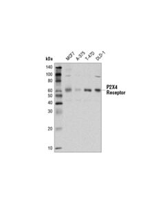 Cell Signaling P2x4 Receptor (D9r1h) Rabbit mAb