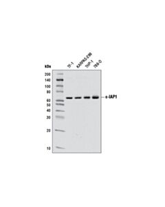 Cell Signaling C-Iap1 (D5g9) Rabbit mAb