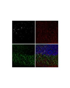 Cell Signaling beta3-Tubulin (D71G9) XP ® Mouse Chimeric mAb