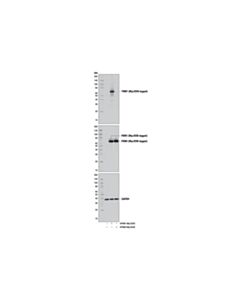 Cell Signaling Pkm1 (D30g6) Xp Rabbit mAb