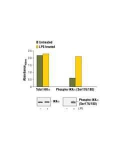 Cell Signaling PathScan ® Phospho-IKKalpha (Ser176/180) Sandwich ELISA Kit