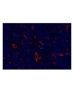 Cell Signaling CD31 (PECAM-1) (F8M3S) Rabbit mAb (Alexa Fluor ® 555 Conjugate)