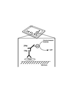 Cell Signaling Anti-Mouse Igg, Hrp-Linked Antibody