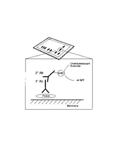 Cell Signaling Anti-Rat Igg, Hrp-Linked Antibody