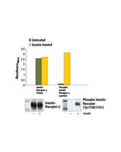 Cell Signaling Pathscan Phospho-Insulin Receptor Beta (Pantyr) Sandwich ELISA Kit
