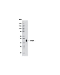 Cell Signaling Sparc (D10f10) Rabbit mAb (BSA And Azide Free)