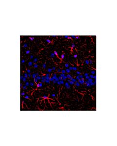 Cell Signaling Goat Anti-Rabbit IgG, Fc Fragment Antibody (Alexa Fluor® 594 Conjugate); 1 mg