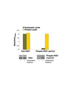 Cell Signaling Pathscan Total Ros1 Sandwich ELISA Kit