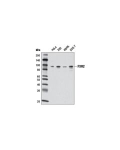Cell Signaling Fxr2 (D85d6) Rabbit mAb