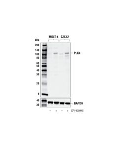 Cell Signaling PLK4 (E6A7R) Rabbit mAb 20 uL