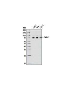 Cell Signaling Fmrp (D14f4) Rabbit mAb