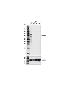 Cell Signaling Eomes (D8d1r) Rabbit mAb (BSA And Azide Free)