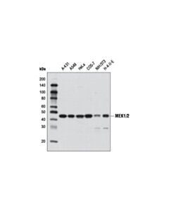 Cell Signaling Mek1/2 (D1a5) Rabbit mAb (BSA And Azide Free)