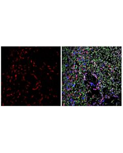 Cell Signaling CD27 (F3R2V) Rabbit mAb
