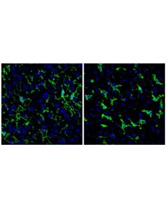Cell Signaling F4/80 (Bm8.1) Rat mAb