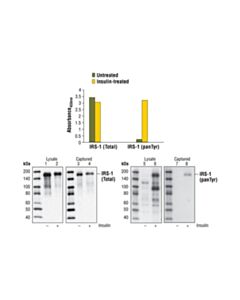 Cell Signaling Pathscan Phospho-Irs-1 (Pantyr) Sandwich ELISA Kit