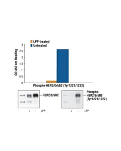 Cell Signaling Pathscan® Phospho-Her2/Erbb2 (Tyr1221/1222) Sandwich ELISA Kit
