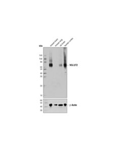 Cell Signaling Vglut2 (D7d2h) Rabbit mAb