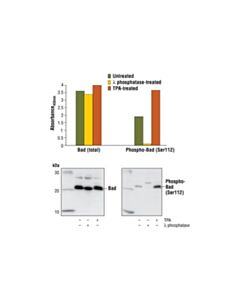 Cell Signaling Pathscan Total Bad Sandwich ELISA Kit