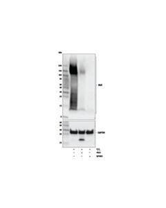 Cell Signaling Poly/Mono-ADP Ribose (E6F6A) Rabbit Monoclonal Antibody (BSA and Azide Free)