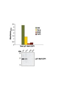 Cell Signaling PathScan ® Total p21 Waf1/Cip1 Sandwich ELISA Kit