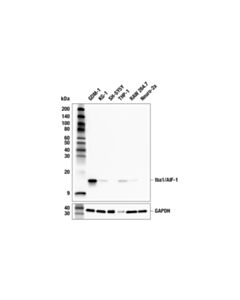 Cell Signaling Iba1/AIF-1 (F7N2N) Mouse mAb; 20 µl