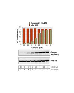 Cell Signaling Pathscan Total Akt1 Sandwich ELISA Kit