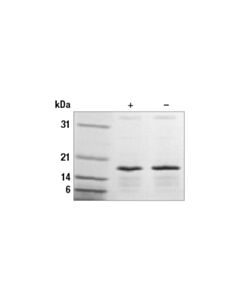 Cell Signaling Human/Mouse Indian Hedgehog (Ihh) Recombinant Protein