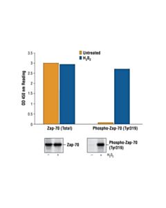 Cell Signaling Pathscan® Phospho-Zap-70 (Tyr319) Sandwich ELISA Kit