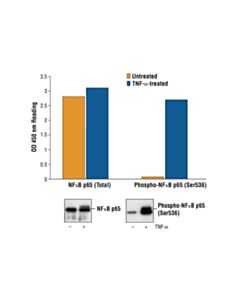 Cell Signaling Pathscan Phospho-Nf-Kappab P65 (Ser536) Sandwich ELISA Kit
