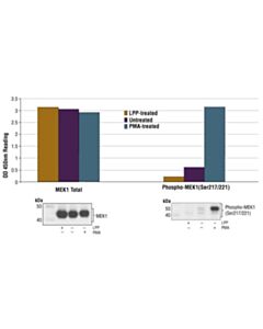 Cell Signaling PathScan® Phospho-MEK1 (Ser217/221) Sandwich ELISA Kit