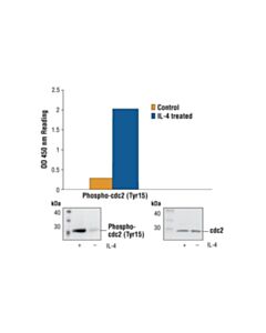 Cell Signaling Pathscan® Phospho-Cdc2 (Tyr15) Sandwich ELISA Kit