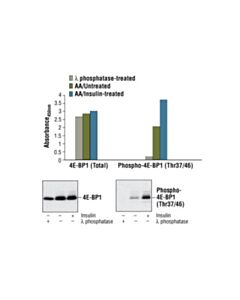 Cell Signaling Pathscan Total 4e-Bp1 Sandwich ELISA Kit