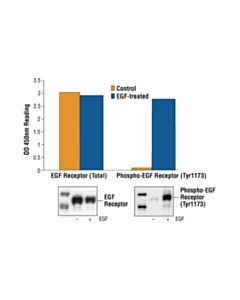 Cell Signaling Pathscan Phospho-Egf Receptor (Tyr1173) Sandwich ELISA Kit