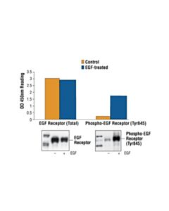 Cell Signaling Pathscan Phospho-Egf Receptor (Tyr845) Sandwich ELISA Kit