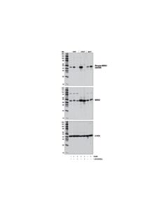Cell Signaling Phospho-NDRG1 (Ser330) (D3A12) Rabbit Monoclonal Antibody (BSA and Azide Free)